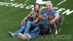 Cesar Millan’s Dog Nation