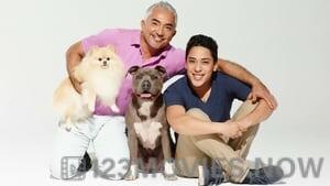 Cesar Millan’s Dog Nation