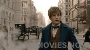 Fantastic Beasts and Where To Find Them