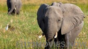 In the Footsteps of Elephant