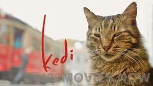 Kedi