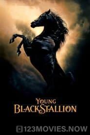 The Young Black Stallion